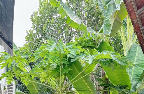 BÁN NHÀ CẤP 4 ĐƯỜNG Ô TÔ SÔNG DẦU - DIÊN AN -DIÊN KHÁNH